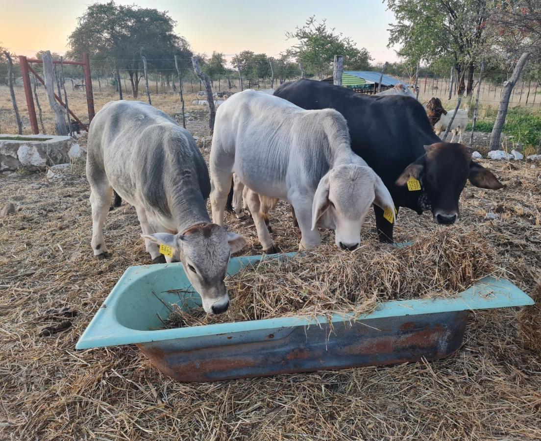 Tamboti Farm Accommodation ツメブ エクステリア 写真