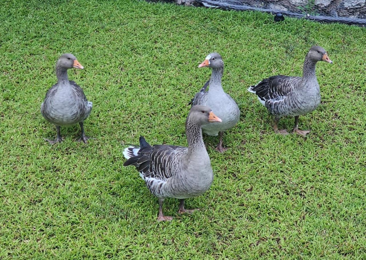 Tamboti Farm Accommodation ツメブ エクステリア 写真